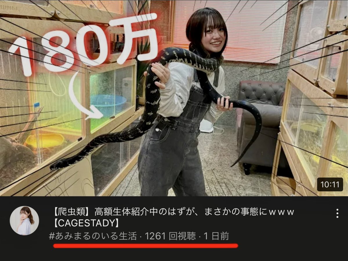 sammy_a30's tweet photo. あっという間に1,000回超えてた👏
こうやって少しずつだけど着実に成果が出てくるとうれしいね!
もっともっと、あみちゃんの魅力が広まれー
#鹿沼亜美 #あみまる #amimaru #あみまるのいる生活 #爬虫類好きと繋がりたい #CAGESTUDY https://t.co/BY0EifhU8s