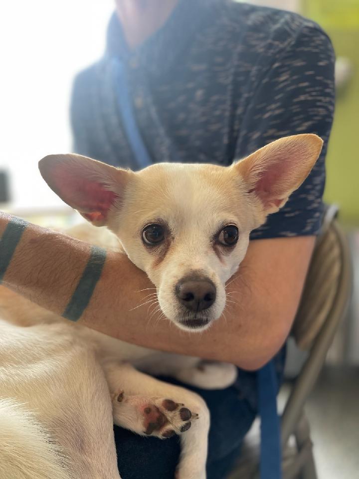 "Lunchtime at the pet hotel with my guy. Being a staff dog has its perks." 

#dogsoftwitter #dogs #pets #DogTwitter <a href="/MarxMcMarvelous/">Marx McNeill</a>