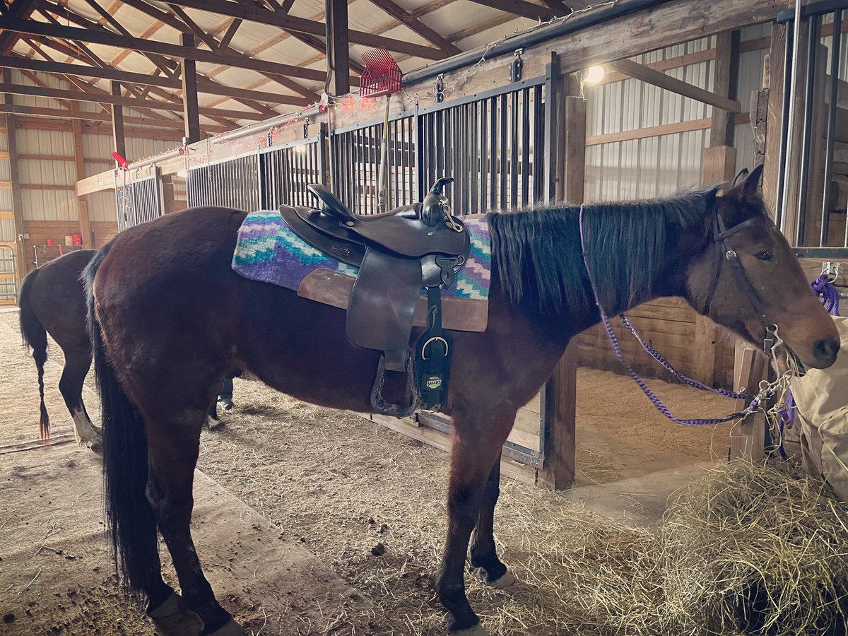 RealtorBLC's tweet image. Race horse to trail blazer.