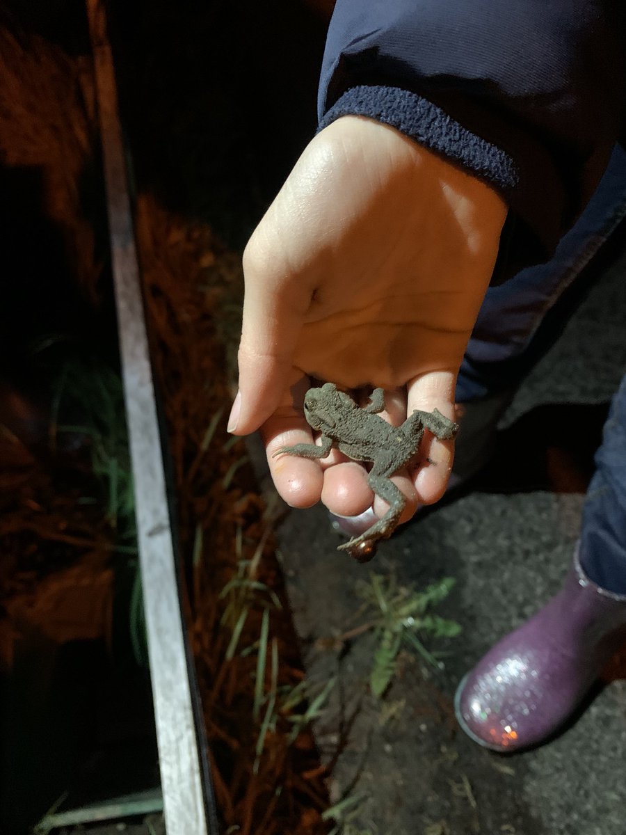 KeppensMarc's tweet photo. Prachtig initiatief in Vurste: overzetactie voor padden. @MijnNatuurpunt De omstandigheden waren die avond niet optimaal om veel te zien, maar wel belangrijke bewustwording. Respect voor de vrijwilligers. @GemeenteGavere https://t.co/Tnc5MPGgAn