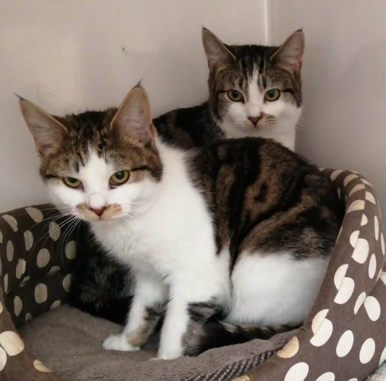 LITTLE MO &amp; DOLLY are just two of the many timid and unsocialised cats we work with every year. You can read more about this work at cats-rolvendenrescue.org/our-work-with-…