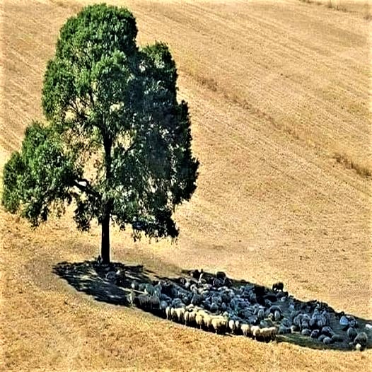 TabiJoda1's tweet photo. Never underestimate the power of a single #tree https://t.co/cGJ6j3mC8P