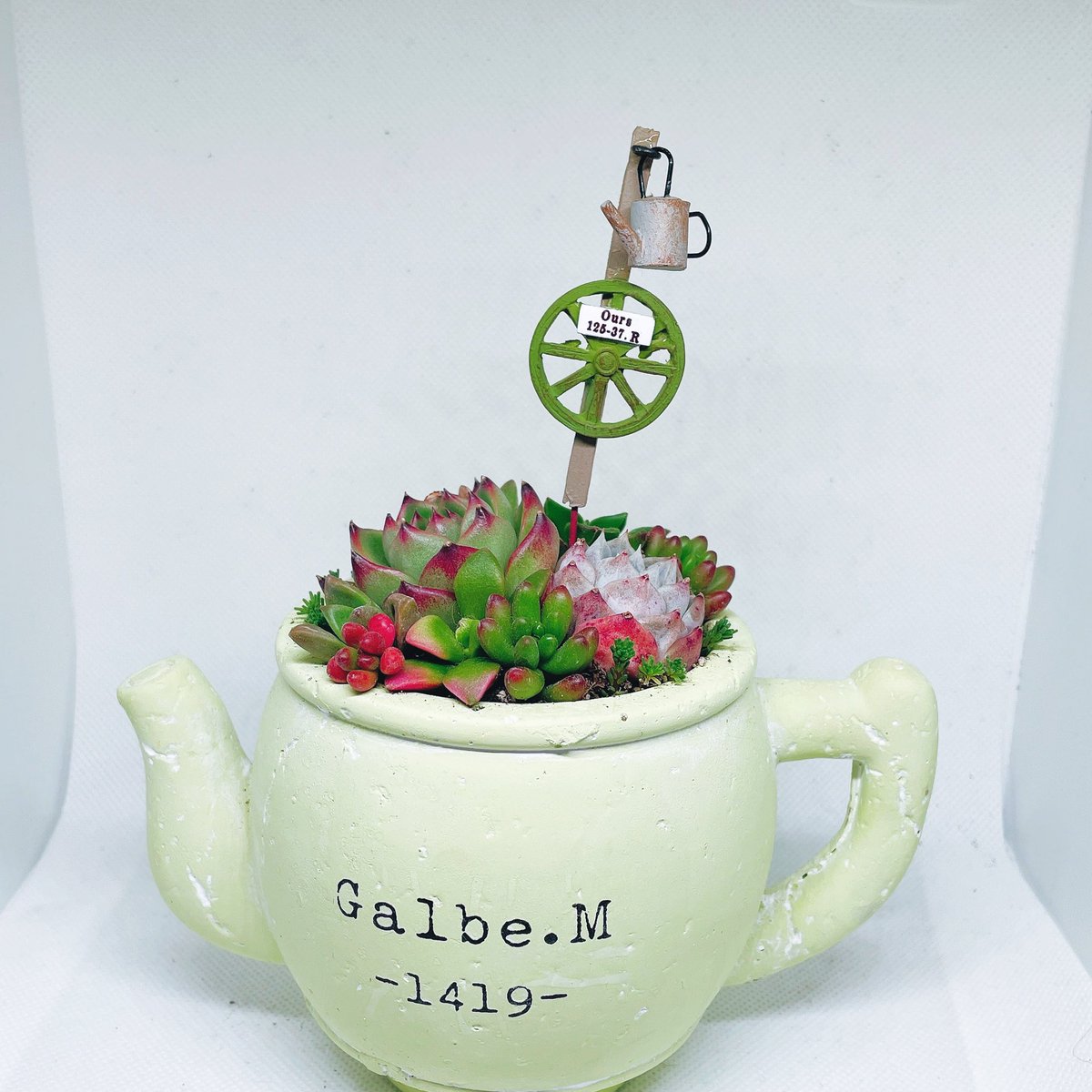 抜き苗✨レア♥️蜜桃プリン✕Prodidity✨ 商品一覧 - Y's Exotics （山田食虫植物農園）