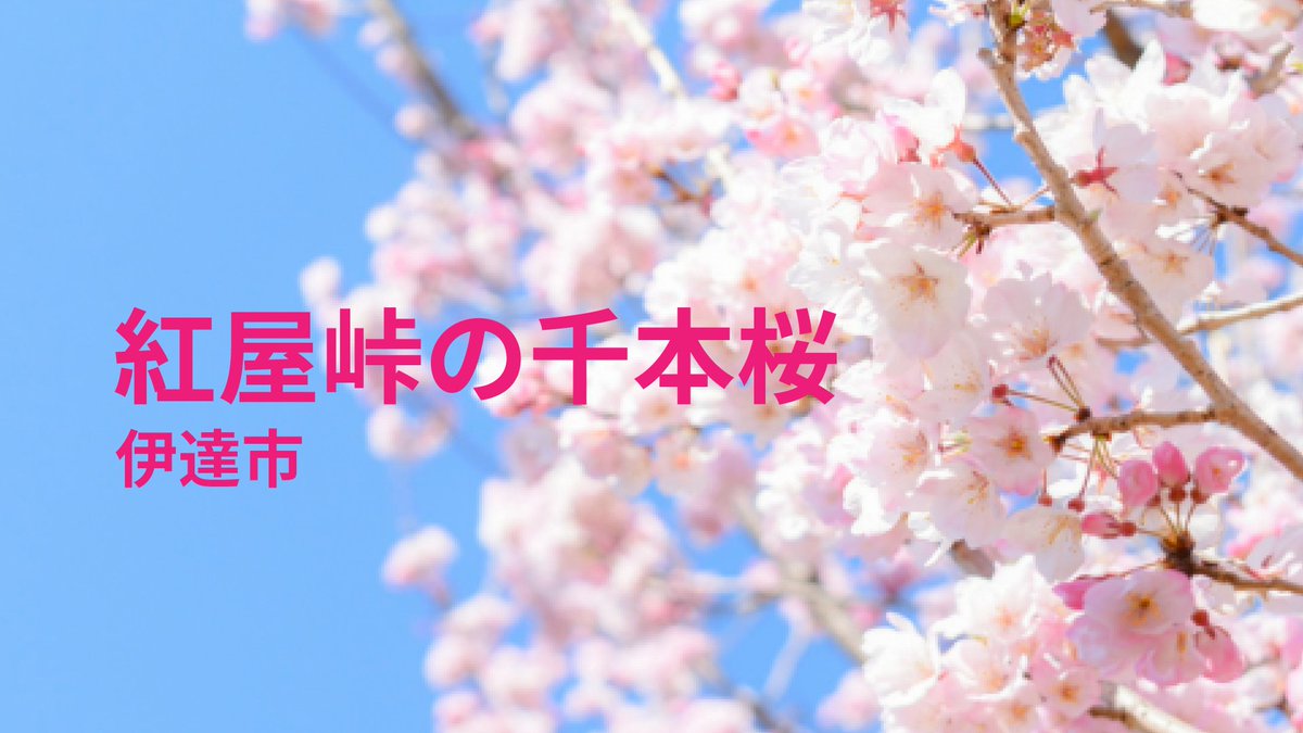 ふくしま いいとこ Online Sakura Tour 4月8日桜生中継では 伊達市 紅屋峠の千本桜 の桜をご紹介しました また You 22 04 09 福島市のローカルニュース Rfcラジオ福島 ぐるっと相双