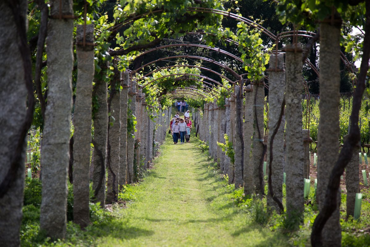 📻#MVRadioT7x27 <a href="/RutaVinoRibeiro/">Ruta del Vino Ribeiro</a>

En el corazón de #Galicia, las vides hunden sus raíces en el tiempo. En estas tierras se elabora uno de los vinos con más solera del mundo, cuyos primeros testimonios se remontan a la época romana.

👇 #Radio
bit.ly/2YA6WaP