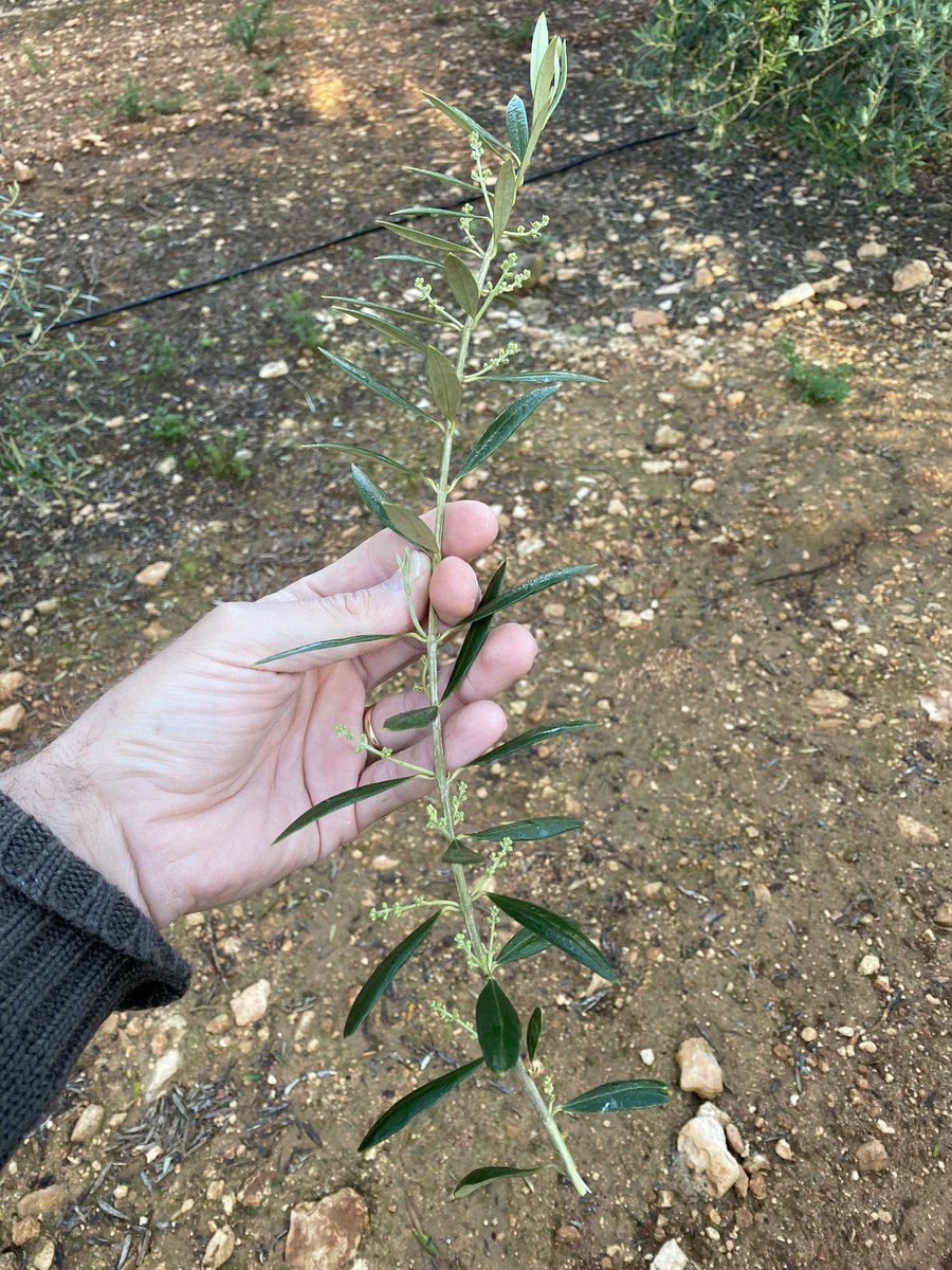Éste año estamos observando brotaciones muy disparejas en olivar. Muchas yemas se han quedado dormidas. Alguien le encuentra explicación?