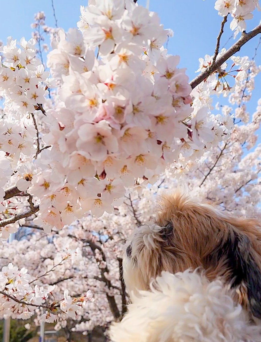 chocozzzang's tweet photo. 벚꽃구경 강아지 꺅 https://t.co/Pdwe89fl4c