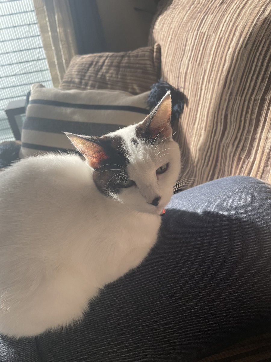 ebimiro's tweet photo. 猫🐈が陽だまりにいるだけで
一気に幸福感増すの何でかな☺️💕 https://t.co/SscJJFZJbc