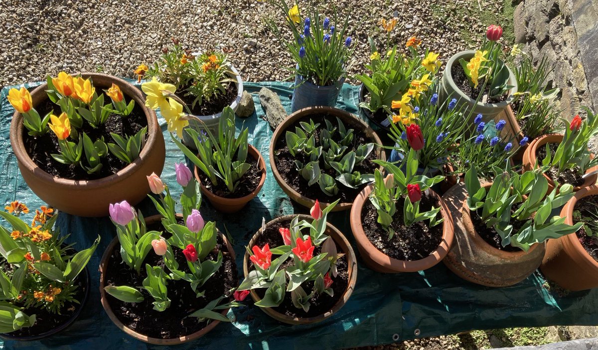 Beautiful Spring day in Salcombe! Sailor V open everyday except Wednesday this week. Don’t forget you can book for breakfast &amp; lunch #Salcombe