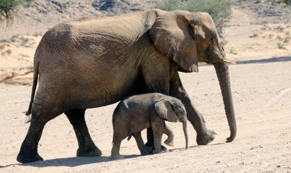 CitysFElephants's tweet photo. Conservation groups have slammed the #Namibia 'n government’s decision to capture 22 wild elephants and export them to zoos in the United Arab Emirates.
#SaveNamibianElephants
#ElephantsToGo
#NamibiaDontSellYourElephants
#Elephants #auction
https://t.co/b9hhhvyGWS https://t.co/jNgtEpFdFH
