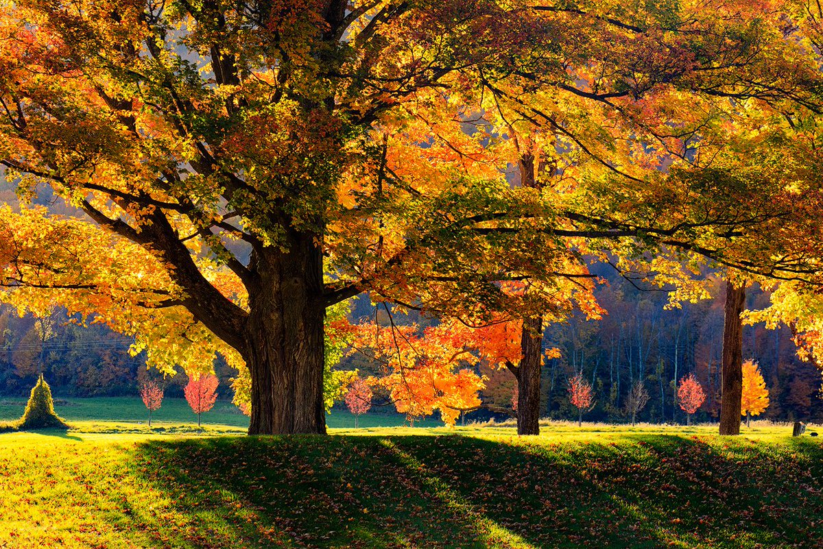 sankarsalvady's tweet photo. Trees backlit by evening sun during an autumn day in New England 

#landscapephotography  #USA #sankarsalvady  #shotoncanon #CreateNoMatterWhat https://t.co/euYbKhssZJ