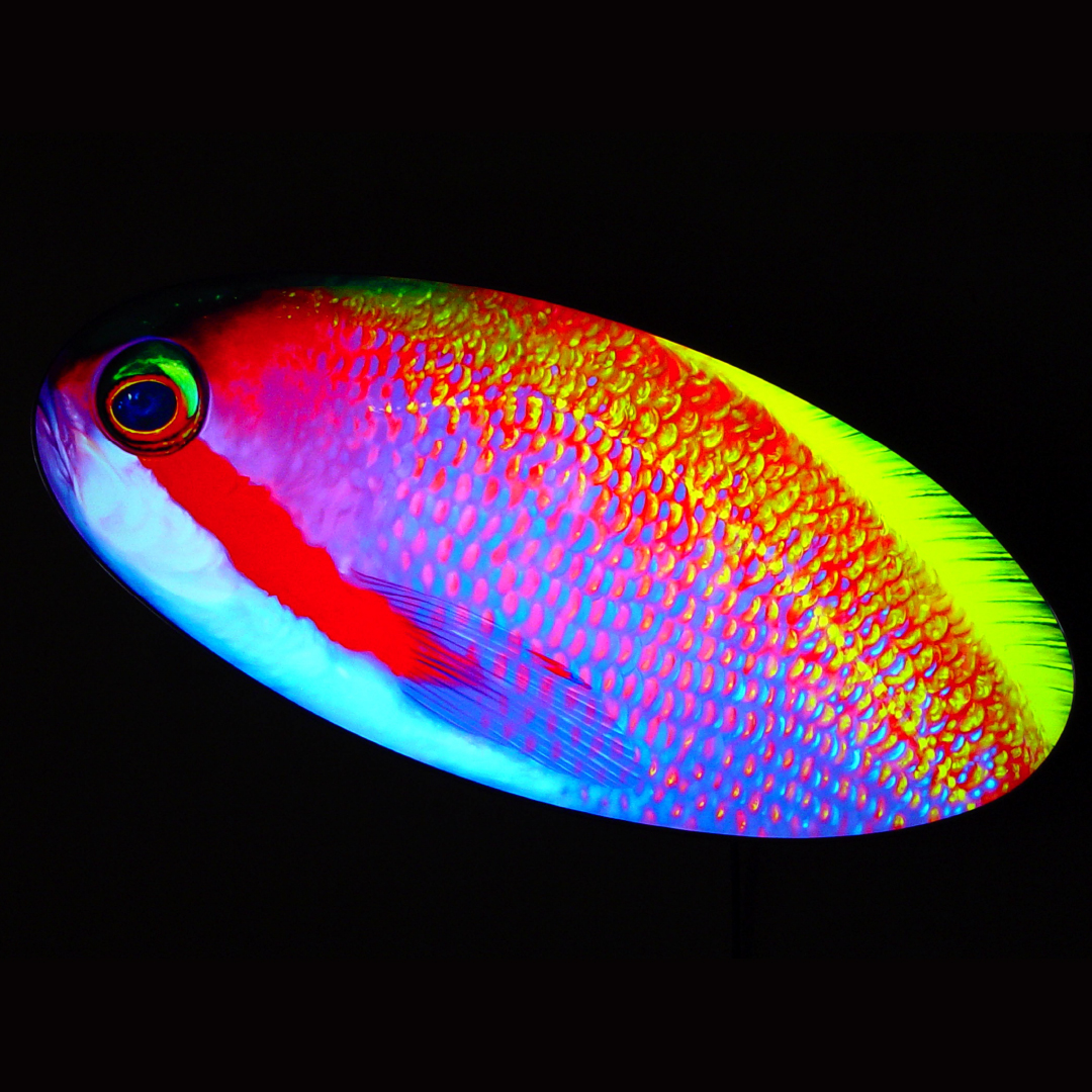 Neobiogeo. Fahnenbarsch.
(Digitale Malerei, Leuchtkasten). #Ausstellung ab 20. April in #Zuerich, Infos auf biopop.ch