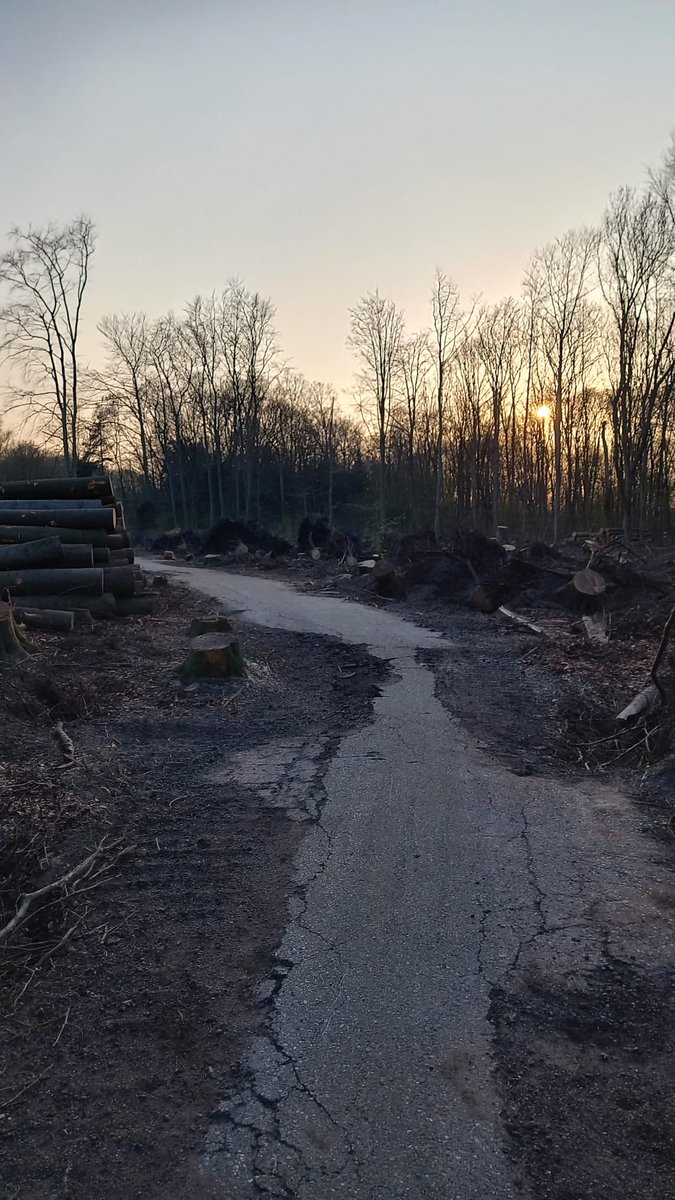 martijnbaten's tweet photo. @Stadsbeheer010 Een aantal paden in het Kralingse Bos zijn sinds de stormen zwaar beschadigd. Wanneer worden deze terug geasfalteerd? In verband met loop evenement in het bos… #kralingsebos https://t.co/9PGWrqNCqZ