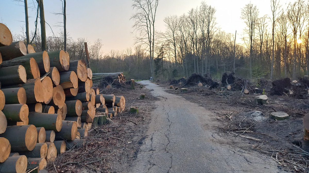 martijnbaten's tweet photo. @Stadsbeheer010 Een aantal paden in het Kralingse Bos zijn sinds de stormen zwaar beschadigd. Wanneer worden deze terug geasfalteerd? In verband met loop evenement in het bos… #kralingsebos https://t.co/9PGWrqNCqZ