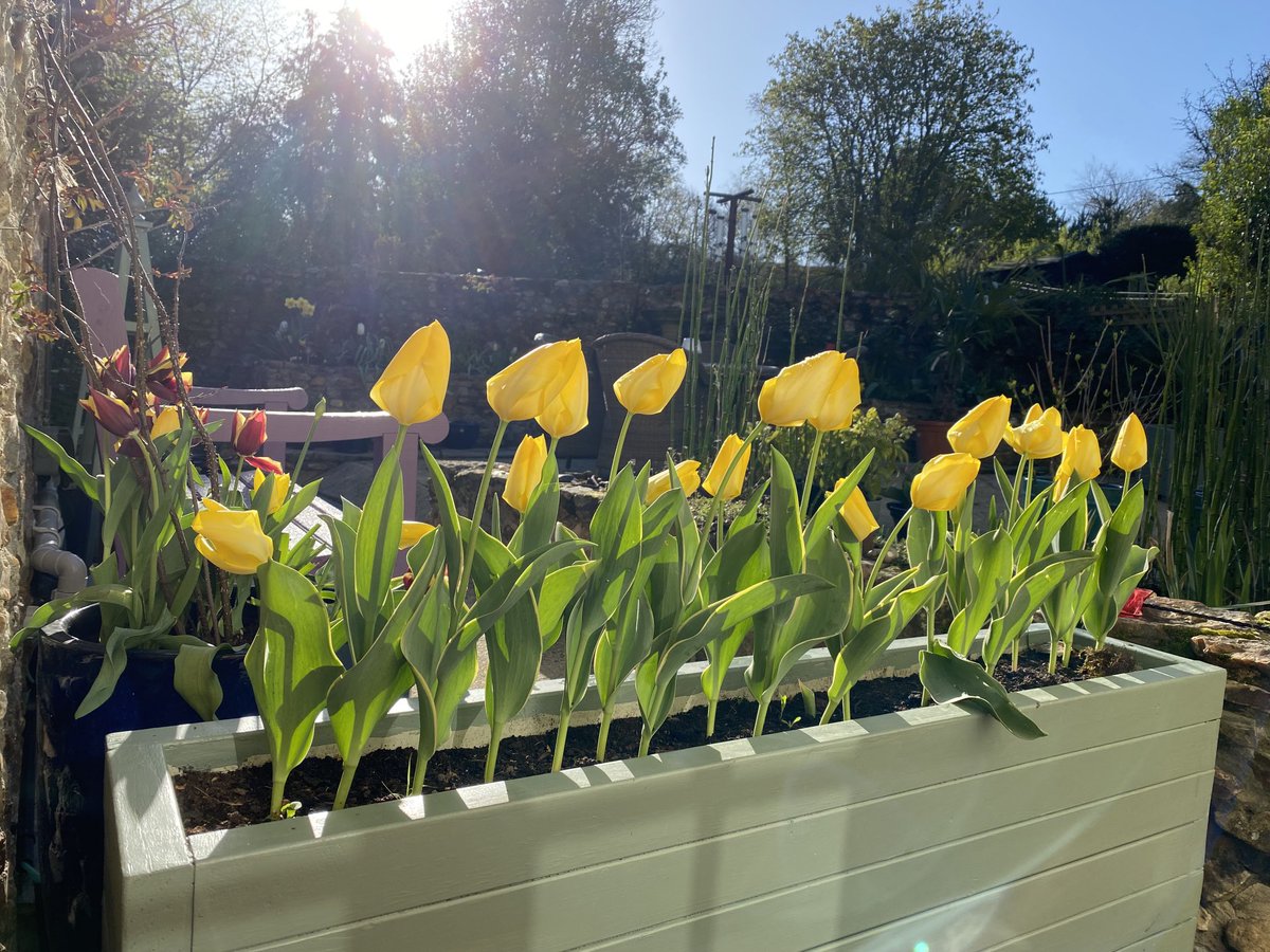My Ukrainian tulip flag