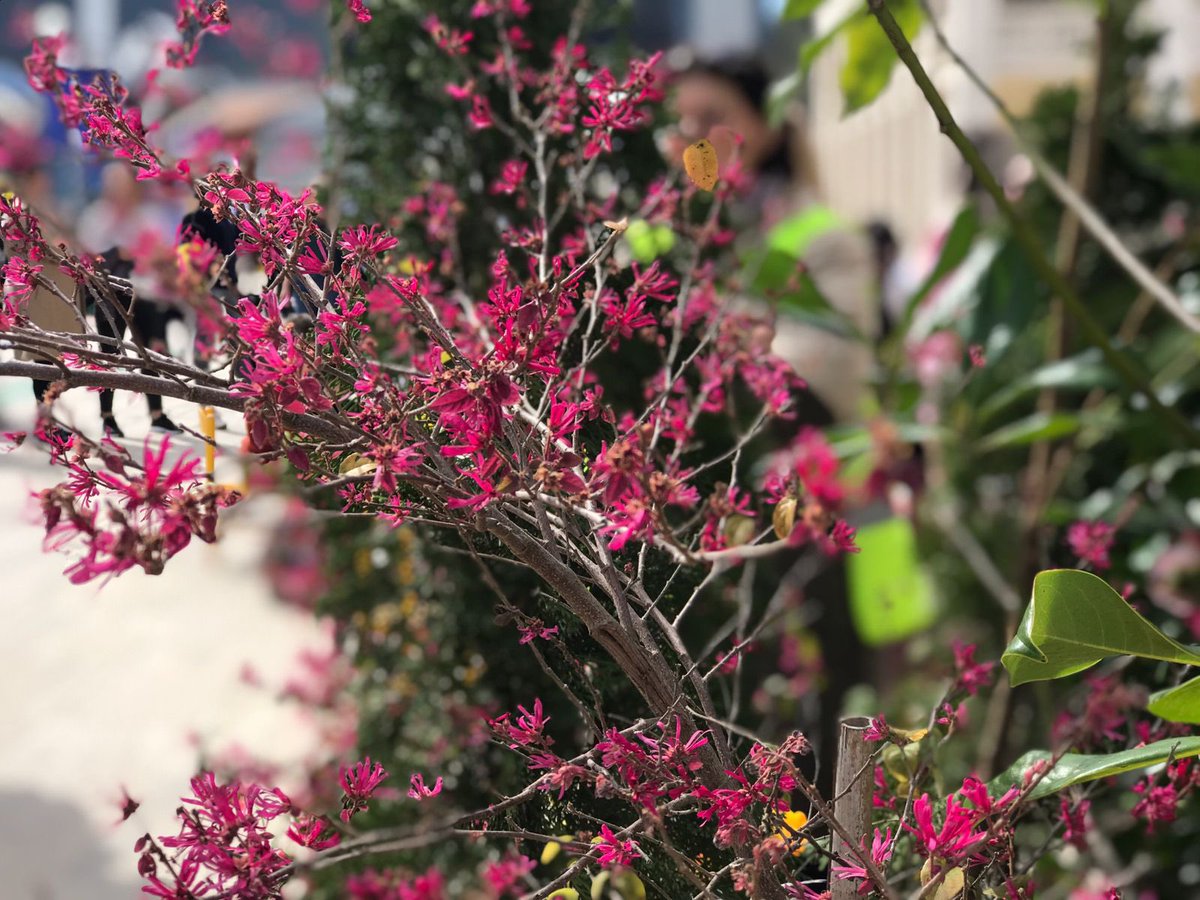 ArlindaBinjaku's tweet photo. 🤩 👧🏼👧🏼🧒🏼👦🏻👶&amp;🌷🌸🌺🍀☘️🍃#ShiningOnes #Tirana https://t.co/tqIZBIkSU6