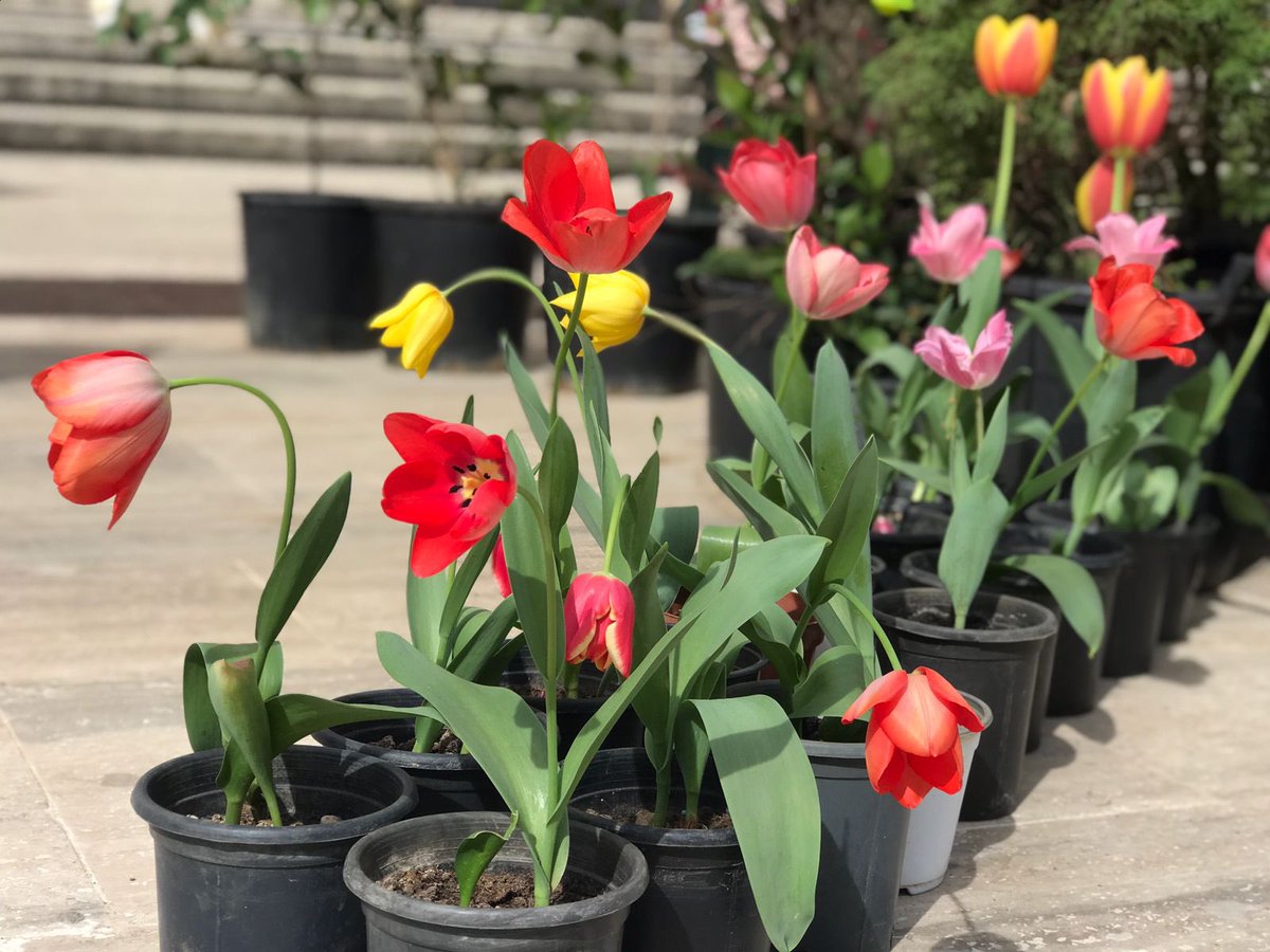 ArlindaBinjaku's tweet photo. 🤩 👧🏼👧🏼🧒🏼👦🏻👶&amp;🌷🌸🌺🍀☘️🍃#ShiningOnes #Tirana https://t.co/tqIZBIkSU6