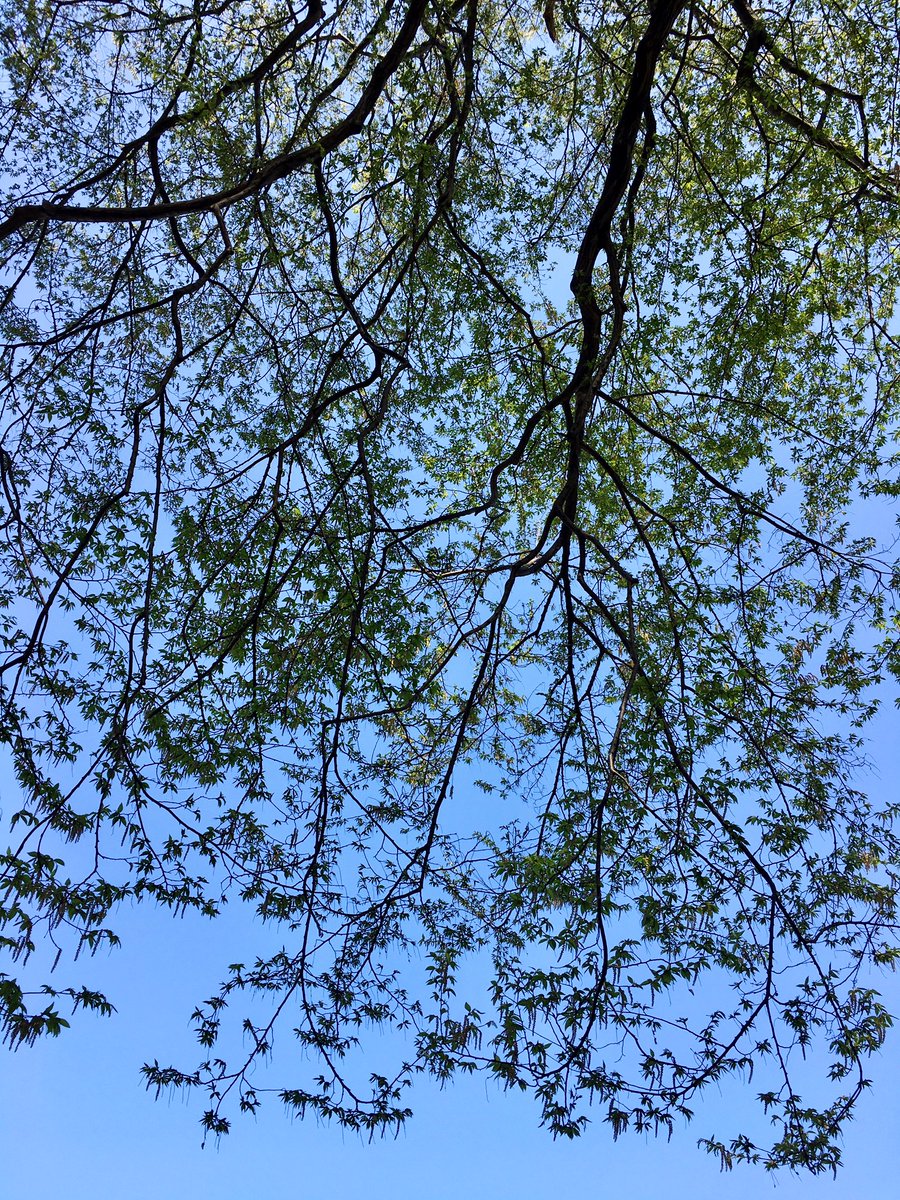 Aridarts's tweet photo. 野川公園でポッカポカな瞑想と読書… https://t.co/i1zFGMMFyZ