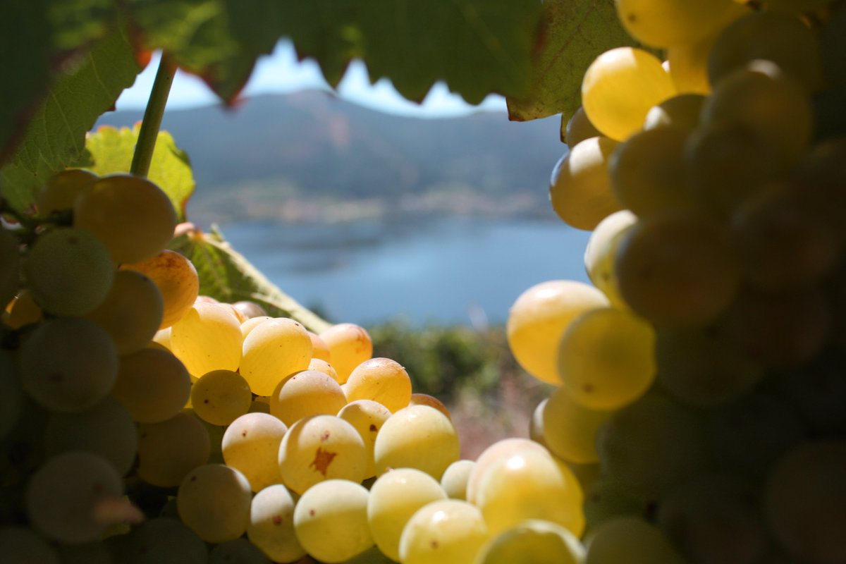 📻#MVRadioT7x27 

El vino de #Ribeiro fue el primer vino en internacionalizarse y llegar a #América. El 94% del #vino que producen es blanco. Vinos jóvenes de bodegas familiares. 
#JuanManuelCasares <a href="/RutaVinoRibeiro/">Ruta del Vino Ribeiro</a> 

👇 #Radio
bit.ly/2YA6WaP