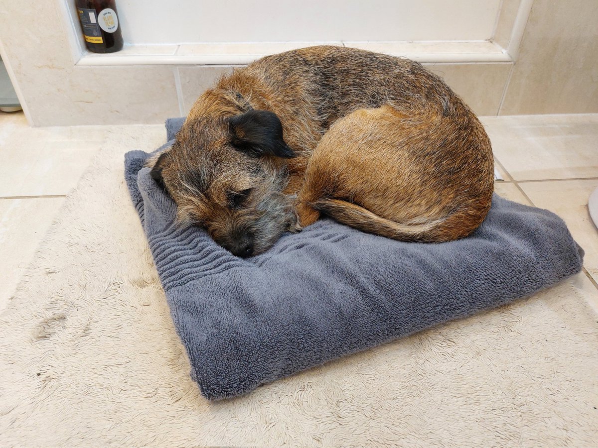 b_terrierists's tweet photo. Thank you for all the love, kindness and hope. I is overwhelmed by it and taking a nap to cope ๐ด ๐ฅฐ #BTPosse #BorderTerrier #Pippin #TornCruciate #CrateRest https://t.co/zV1jJv340a