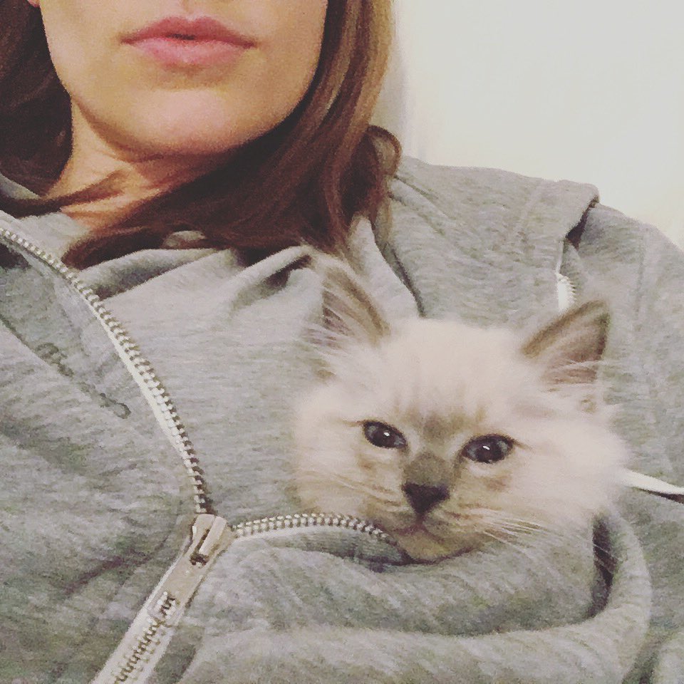 idamari_'s tweet photo. @strategywoman Hope you get your kitten soon! This is my cat Coco when he was a kitten 💙 https://t.co/eYLm9GJQBI