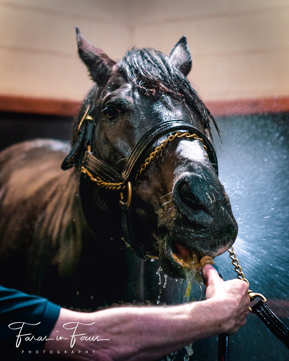 joan_faras's tweet photo. Wow! So You Think strung together 3 Gr1 winners @royalrandwick this afternoon. #nimalee #knightsorder #thinkitover I wonder if that’s ever been done by a stallion before…..consecutive Gr1 on same track by an individual stallion? What a champ 🤩@CoolmoreAus https://t.co/SGZOqGXBFL
