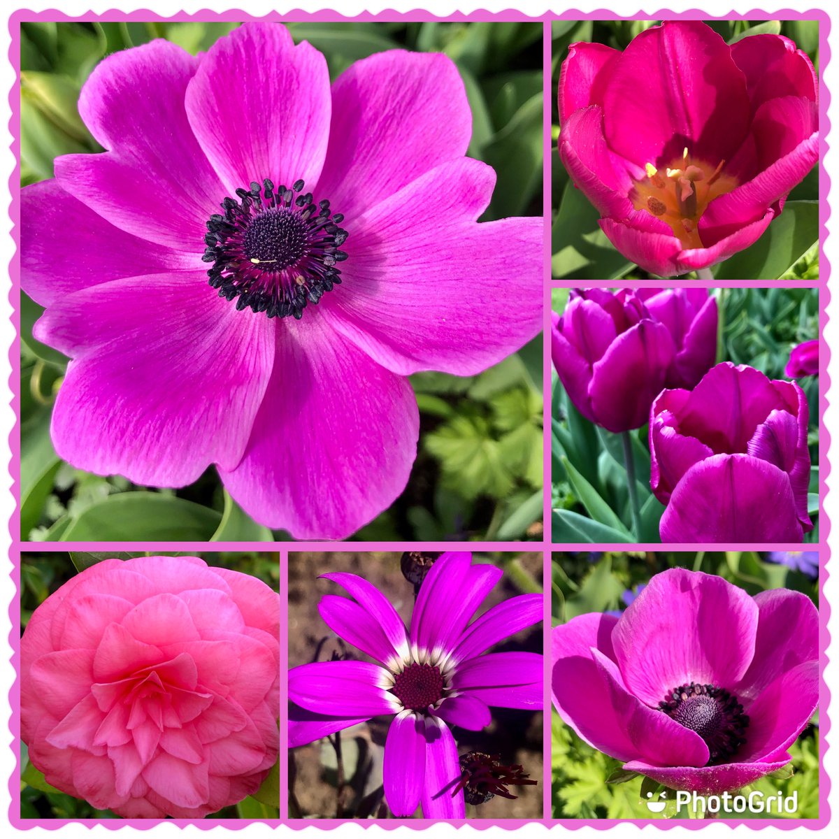 Susiekeane41's tweet photo. #sixonsaturday tulips, anemones,camellia&amp; senetti from my garden 💜💕💜 https://t.co/mZZcguNsDB