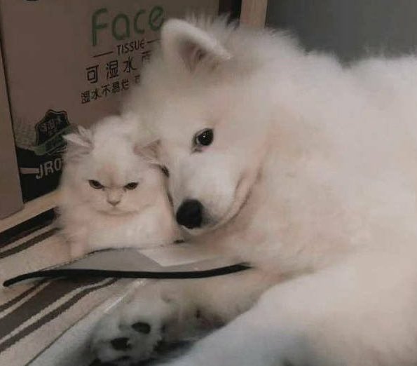 ramoramorago's tweet photo. 냥멍이들아…….ㅠㅠ… https://t.co/8CcOXnJove