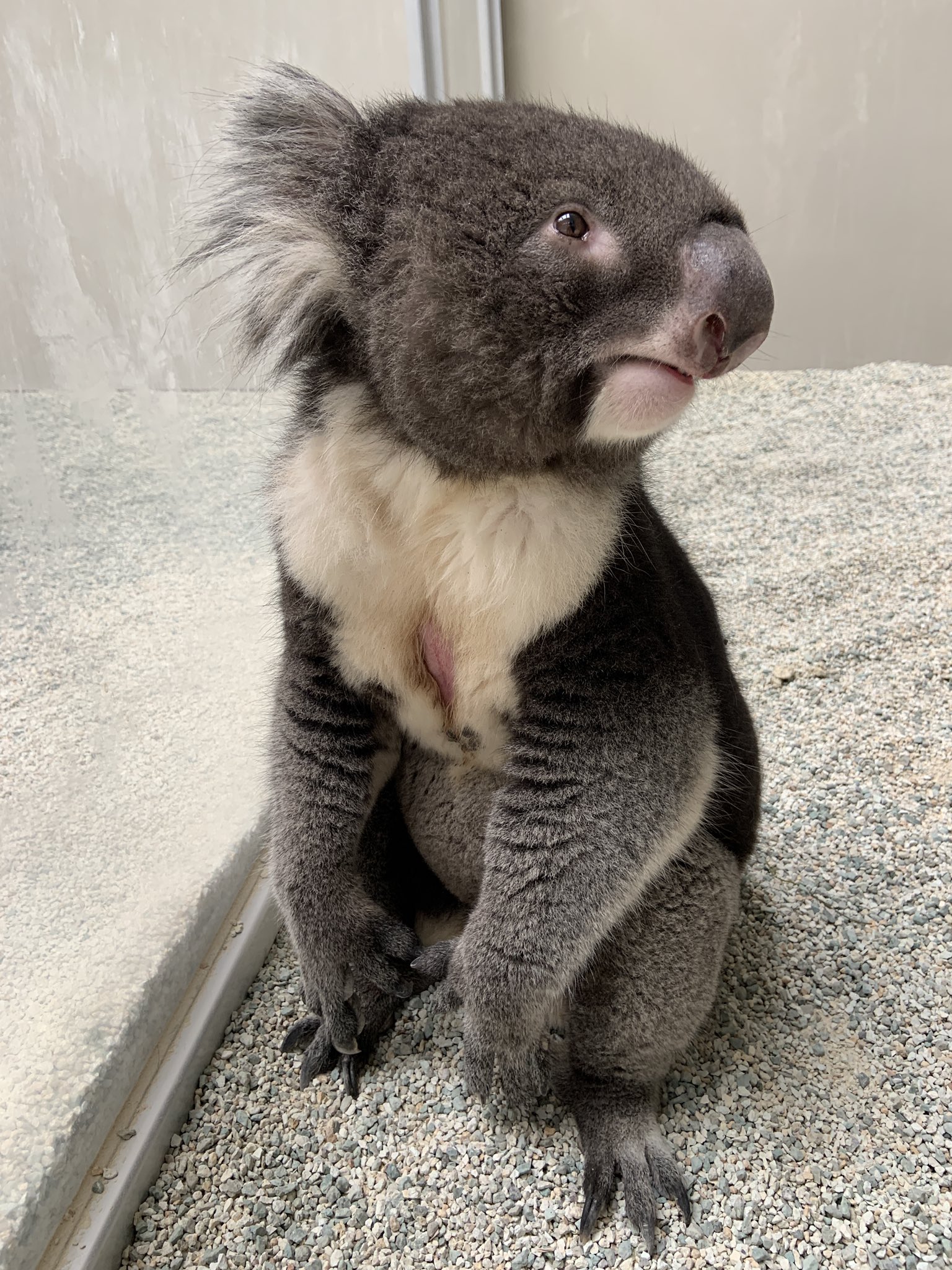 コアラ 🐨やしじゅん🐨コアラー(2025もコアラ年) | 宇宙と交信する