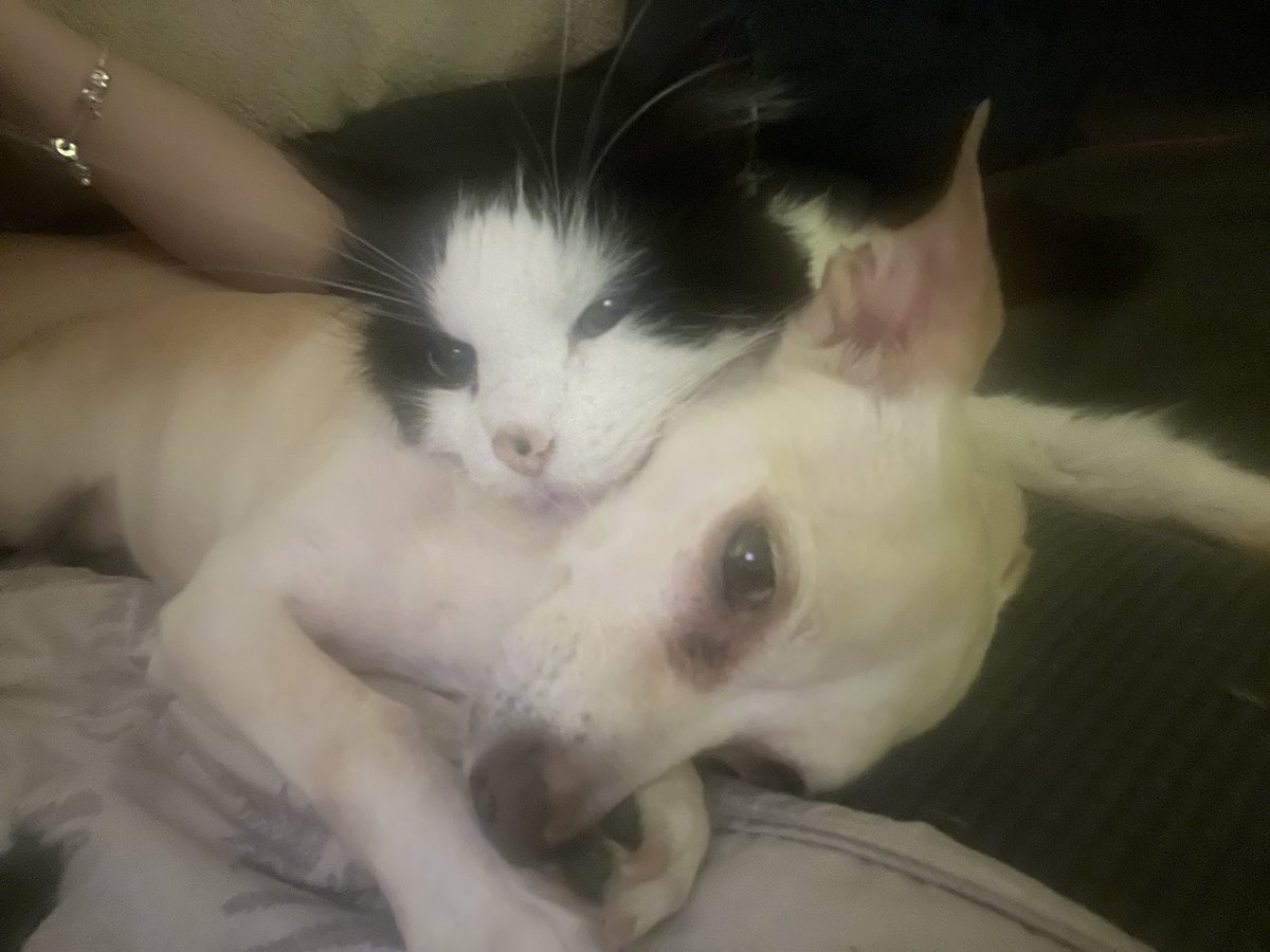 calisunset's tweet photo. Our sweet Paris crossed over the Rainbow Bridge tonight. It’s never easy. Sometimes the kindest thing you can do is let them go. He was a couple weeks shy of 18. My grandson had him to love for 14 years of his life. We love you, Paris!💕@haleypullos @JDMorgan @Trees_n_Seas https://t.co/Q54CNH7iMG