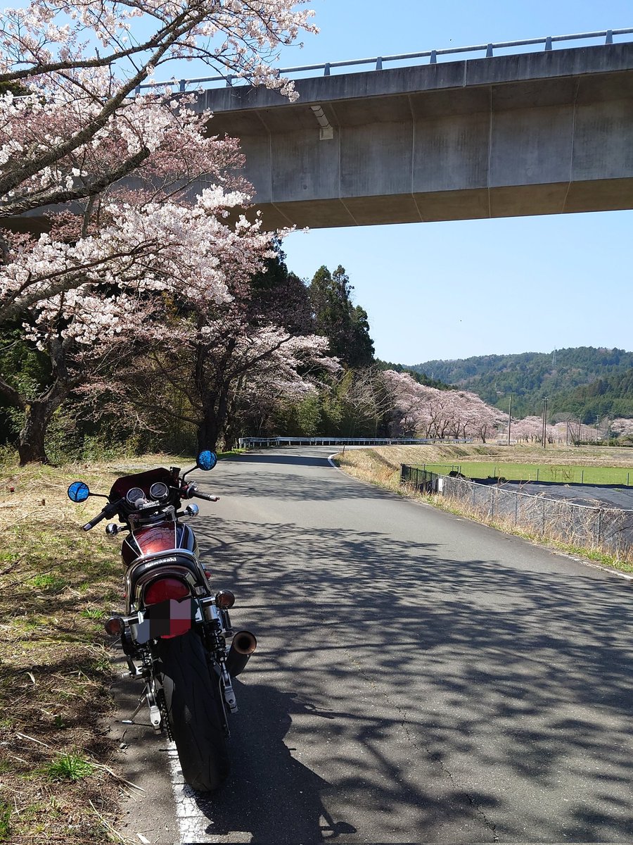 te71caro's tweet photo. 通院がてらの散歩🏍
桜もだいぶ咲いてきた🌸 https://t.co/WG2YFu4BU9