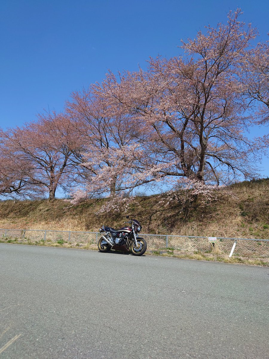 te71caro's tweet photo. 通院がてらの散歩🏍
桜もだいぶ咲いてきた🌸 https://t.co/WG2YFu4BU9