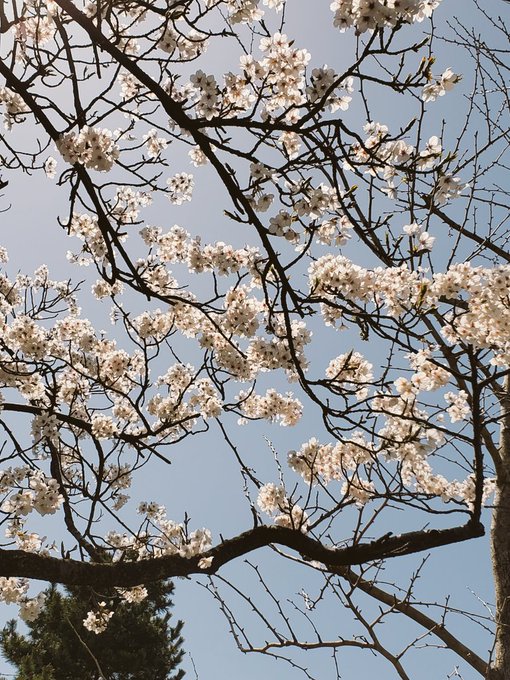 万朶の桜か襟の色 