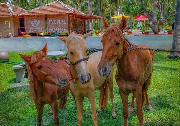 Travel_Pollachi's tweet photo. A day at farm #pumpset #groupactivity #ExoticAnimals #ponycarryride #Leisure #Pollachifarm #excellentfood #tentstay
Contact - 9500781299
travel@safetravelspollachi.in
https://t.co/naT8dEOyCM
#safetravels #pollachi #farmday@pollachi https://t.co/nxnyJSa0iD