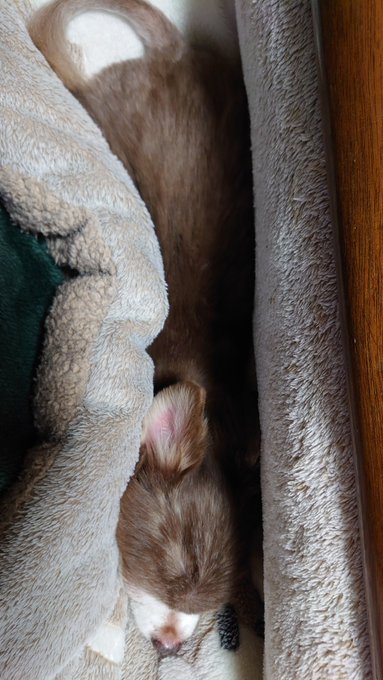 足の上で爆睡しているレオ。動けぬ… 