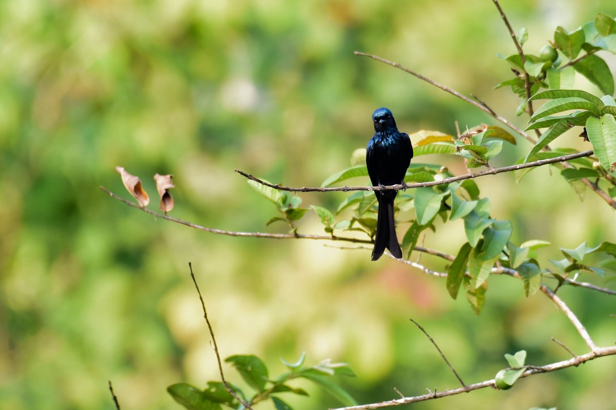 ShivaJmc12's tweet photo. The most distinguishing feature of a #BronzedDrongo is the metallic blue-green gloss on the body.
@pargaien @UKNikon #indiaves @Natures_Voice #ThePhotoHour @NikonIndia #birdphotography #BBCWildlifePOTD #birdwatching @world_the_bird #BirdsSeenIn2022 #birds #nature @WildlifeMag https://t.co/u7J8V5PVol