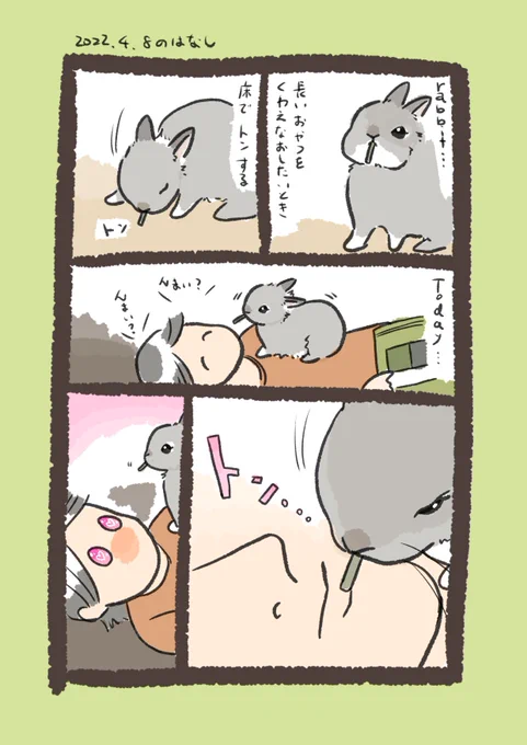 昨日のです
#うさぎのいる生活 