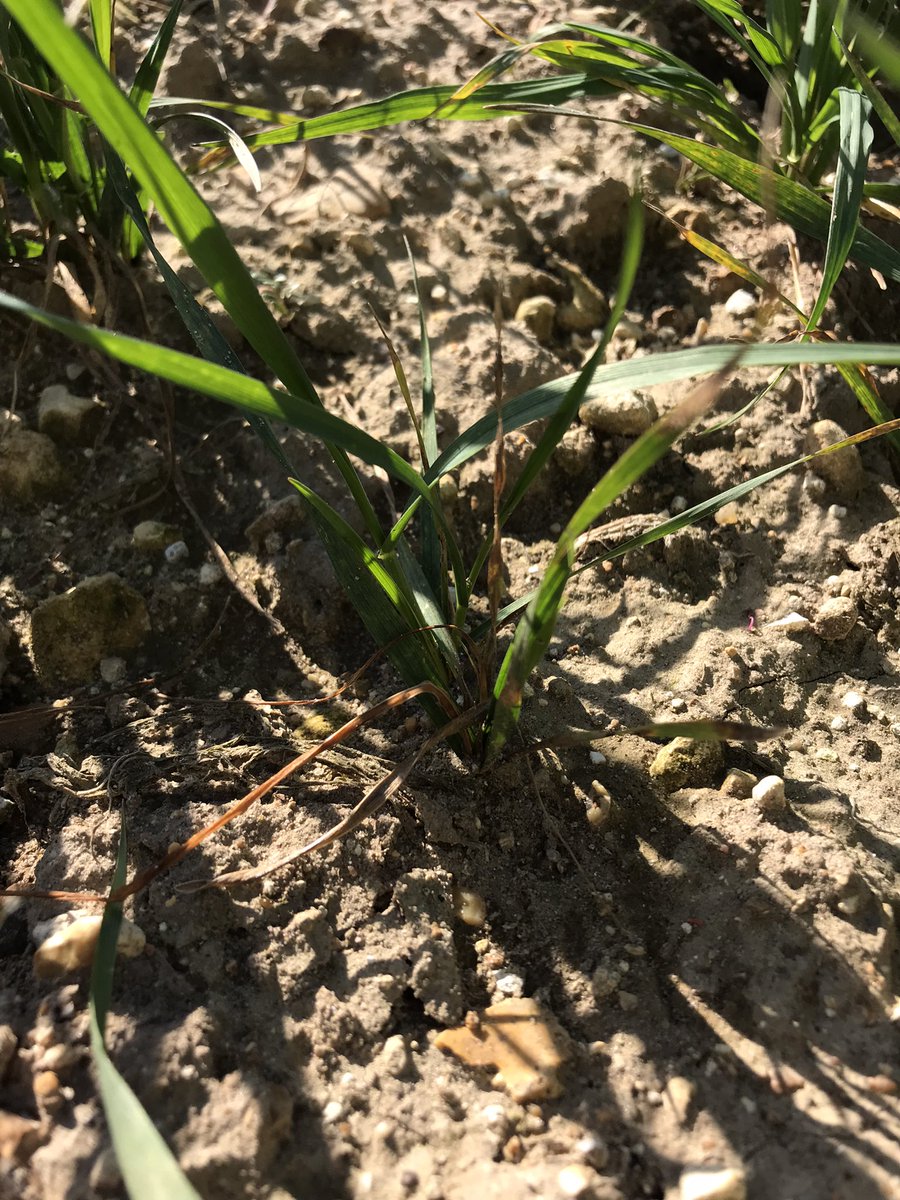 JimScarratt's tweet photo. Wheat Bulb Fly strikes again, #dursban #dimethoate #evict #signal 🤦‍♂️😁😢 https://t.co/qAoKU4J80d