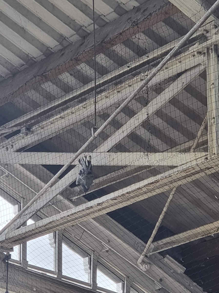 Inga09622447's tweet photo. #networkrail #rspca #wildlifecrime
Just hanging there for the 3rd and waiting for #networkrail to remove the netting they have put up illegally. Is my life worth anything at all? https://t.co/mjvNvaupap