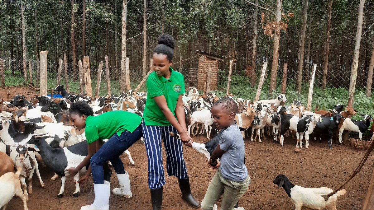 FarmDem's tweet photo. Goats vaccination at ours! https://t.co/C18lLVfE8z