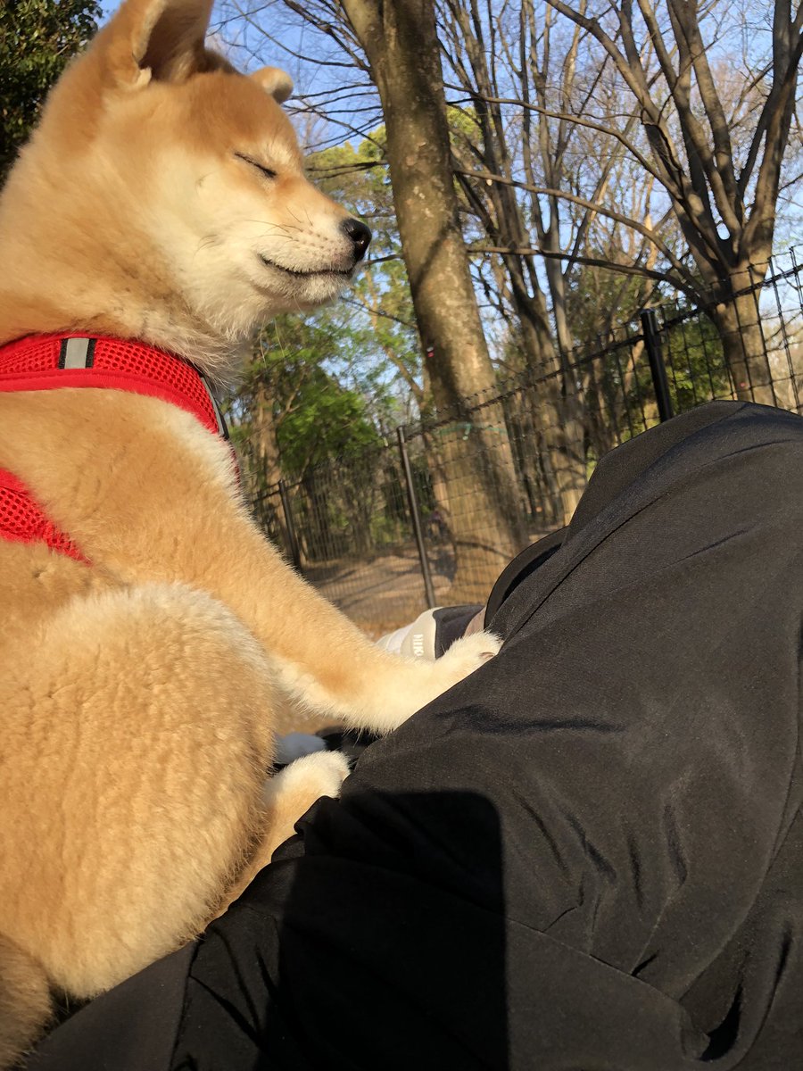 子犬の可愛い座り寝に悶絶 反応ないな って 寝てるんかい 狛犬 気持ちいい季節ですものね まいどなニュース