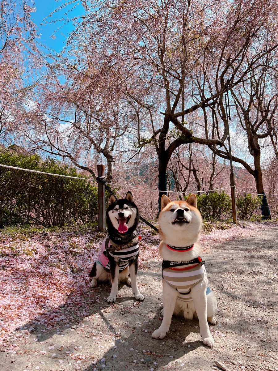 NARUTO__1101's tweet photo. 桜、散ってた😂
雰囲気だけwww
🌸🍃🌸🍃🌸🍃

 #ゆうかの里 https://t.co/RVbszLg0u6