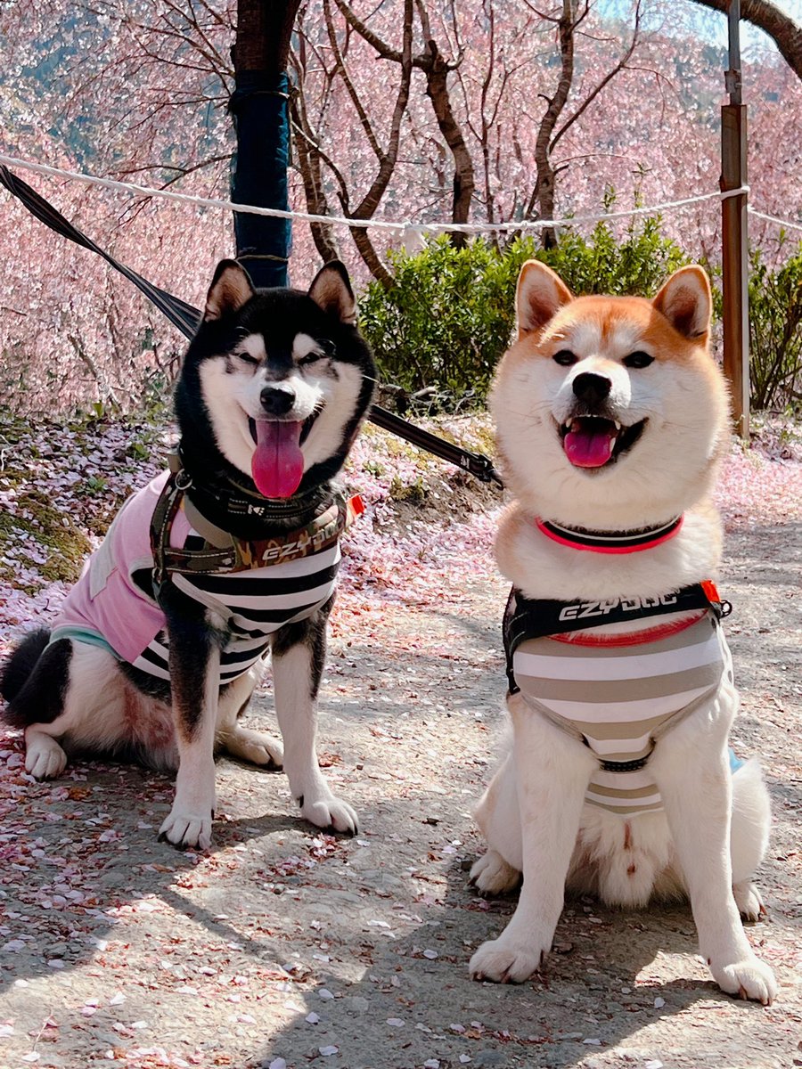 NARUTO__1101's tweet photo. 桜、散ってた😂
雰囲気だけwww
🌸🍃🌸🍃🌸🍃

 #ゆうかの里 https://t.co/RVbszLg0u6