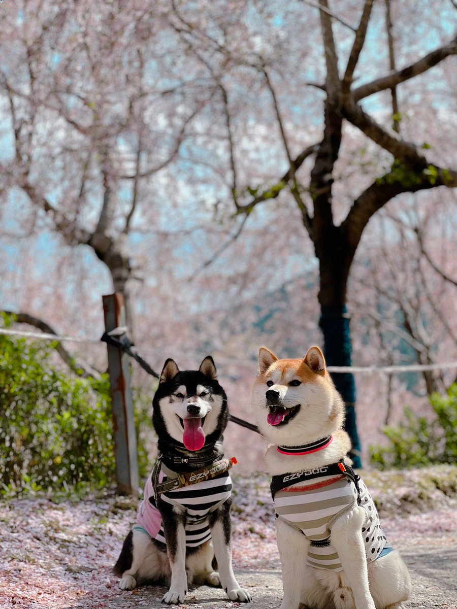 NARUTO__1101's tweet photo. 桜、散ってた😂
雰囲気だけwww
🌸🍃🌸🍃🌸🍃

 #ゆうかの里 https://t.co/RVbszLg0u6