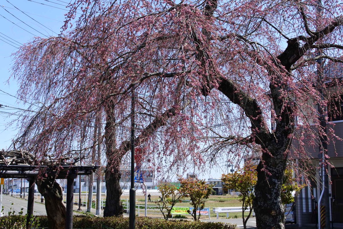 YOSHIKI92312527's tweet photo. #今日の散歩
#しだれ桜
#ヒヤシンス
#Nikon
#1j5
#カメラ好きな人と繫がりたい
しだれ桜見て来ました(,,>᎑<,,)
まだ早いみたいで1輪だけ咲いてました♫
その近くにはヒヤシンスが綺麗ですね♫ https://t.co/p30xFYKHEe