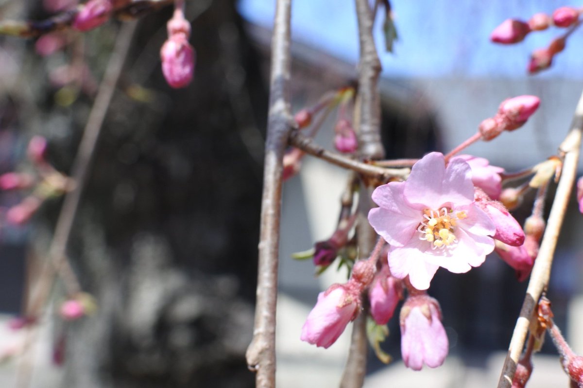 YOSHIKI92312527's tweet photo. #今日の散歩
#しだれ桜
#ヒヤシンス
#Nikon
#1j5
#カメラ好きな人と繫がりたい
しだれ桜見て来ました(,,>᎑<,,)
まだ早いみたいで1輪だけ咲いてました♫
その近くにはヒヤシンスが綺麗ですね♫ https://t.co/p30xFYKHEe