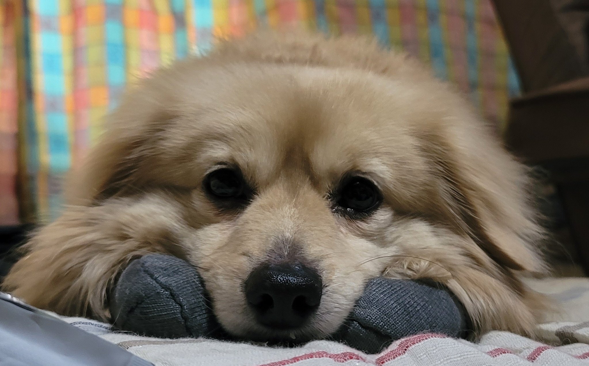 Twitter এ 荻野純 犬が見つめてくる T Co Fkdwi1frwk ট ইট র