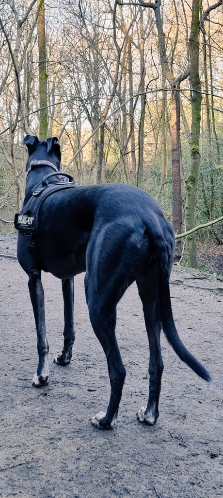 Does my bum look big in this park? 
#dogsoftwitter #Greyhounds #petsnotbets