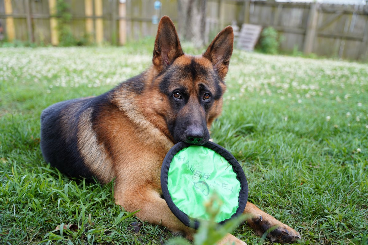 Ben Green tweet media