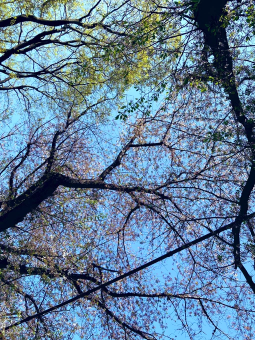 桜ごろん。しゃーわせ。 